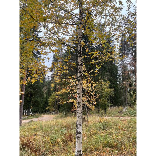 Tree Species Identification System